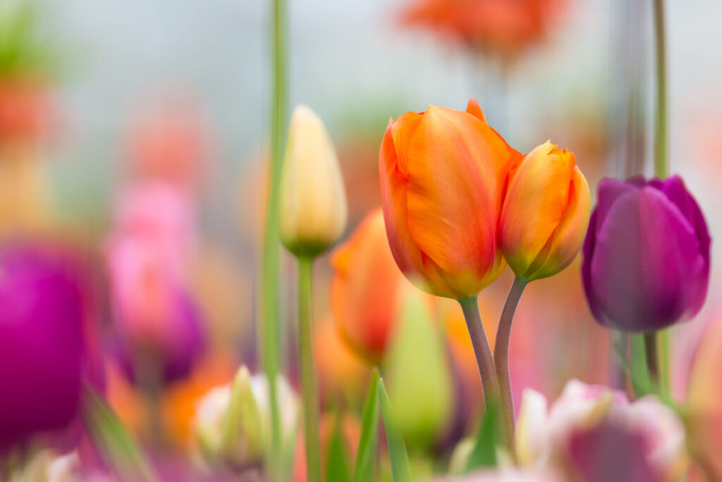 Als in den Niederlanden die Tulpenmanie ausbrach