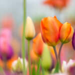 Als in den Niederlanden die Tulpenmanie ausbrach