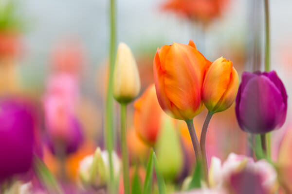 Tulpen