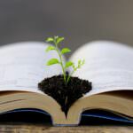Pflanzen der Bibel – so wird Ihr Garten zum Paradies