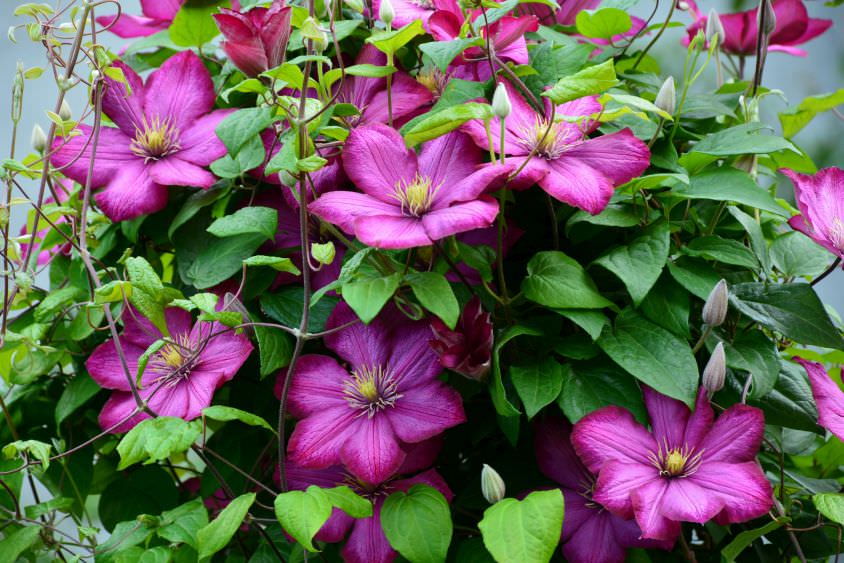 Clematis