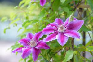 pinkfarbene Clematis