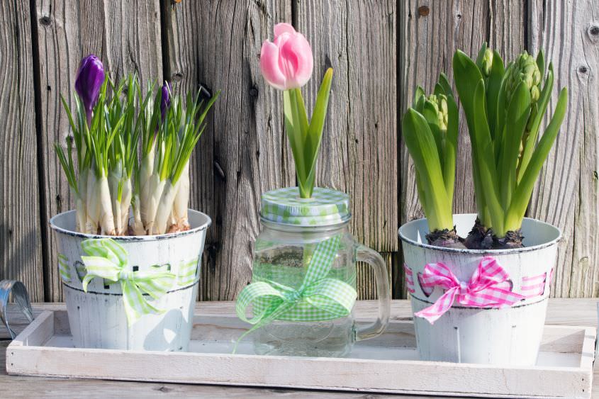 Hyazinthen, Tulpen, Narzissen in Glas und Topf ziehen