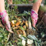 15 Tipps rund um den Kompost: Richtig kompostieren und verwenden