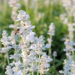 Lavandula angustifolia Ellagance Snow