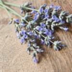 Lavandula angustifolia Blue Rider