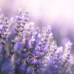 Lavendel pflanzen