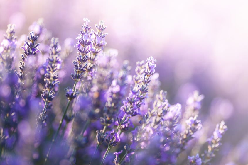 Lavendel