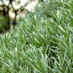 Lavandula intermedia