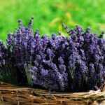 Lavandula angustifolia Hidcote Blue