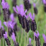 Lavandula stoechas