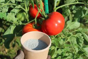 Urgesteinsmehl Tomaten