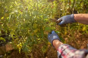 Gartenschutz Gartenhandschuhe