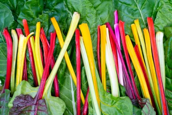 Windschutz im Gemüsegarten: Wie lässt sich der Wind aussperren? - Samenhaus  Gartenblog