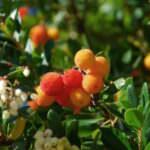 Arbutus