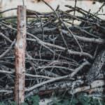 Benjeshecken – Sinnvolles aus Totholz