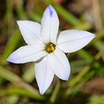 Einblütiger Frühlingsstern