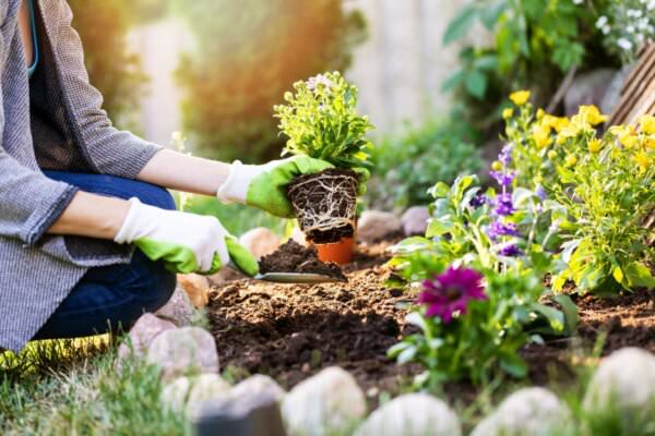 Gartenarbeit einpflanzen