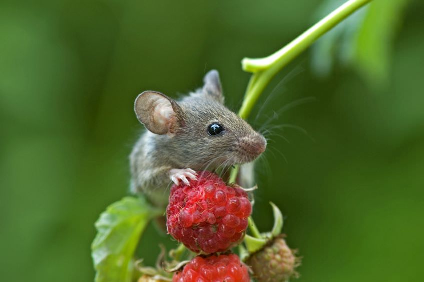 Gartenirrtümer Maus