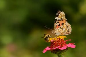 Insekten Blume