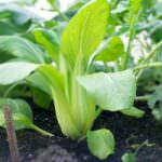 Pak Choi