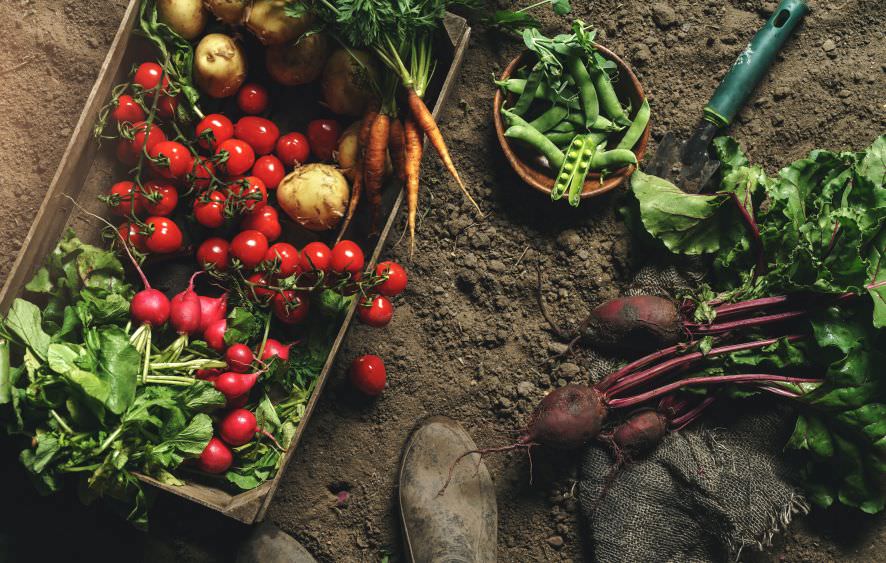 Gute Nachbarn, schlechte Nachbarn: Welches Gemüse passt im Beet zu wem?