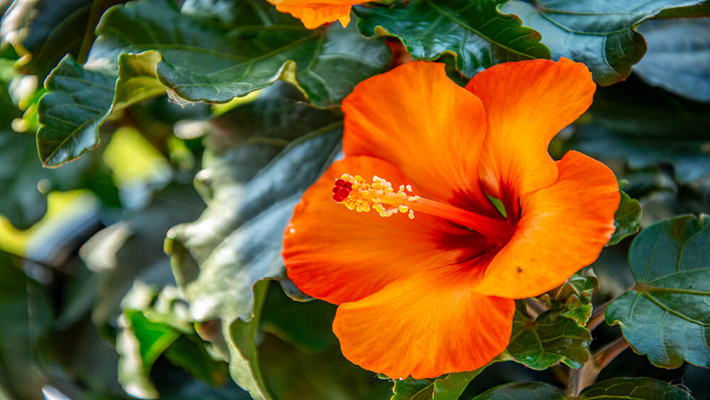 Gartenhibiskus pflegen und schneiden Tipps für den richtigen