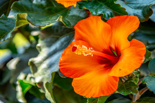 Hibiskus