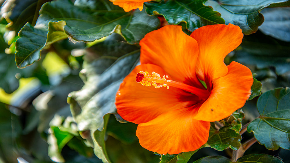 Hibiskus