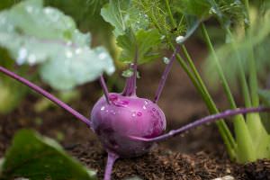 Violetter Kohlrabi