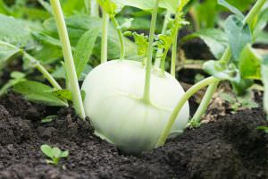 Weißer Kohlrabi