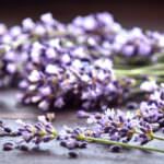 Lavendel und seine Verwendung