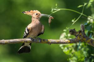 Vogel mit Maulwurfsgrille