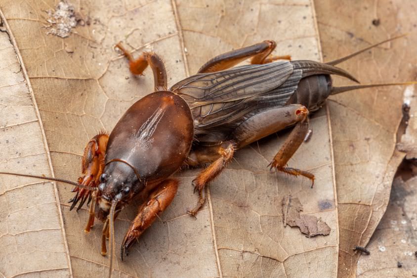 Maulwurfsgrillen auf Blatt