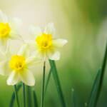 Narzissen fürs Zimmer: Auswahl und Pflege der Frühlingsboten