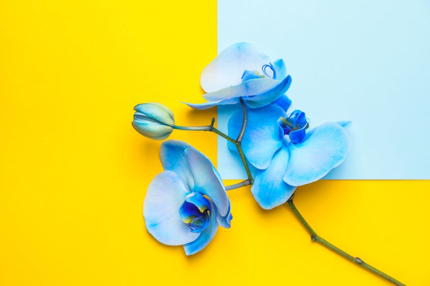 Orchideen färben – so geht´s