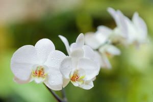 Phalaenopsis