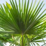 Zwergpalmetto