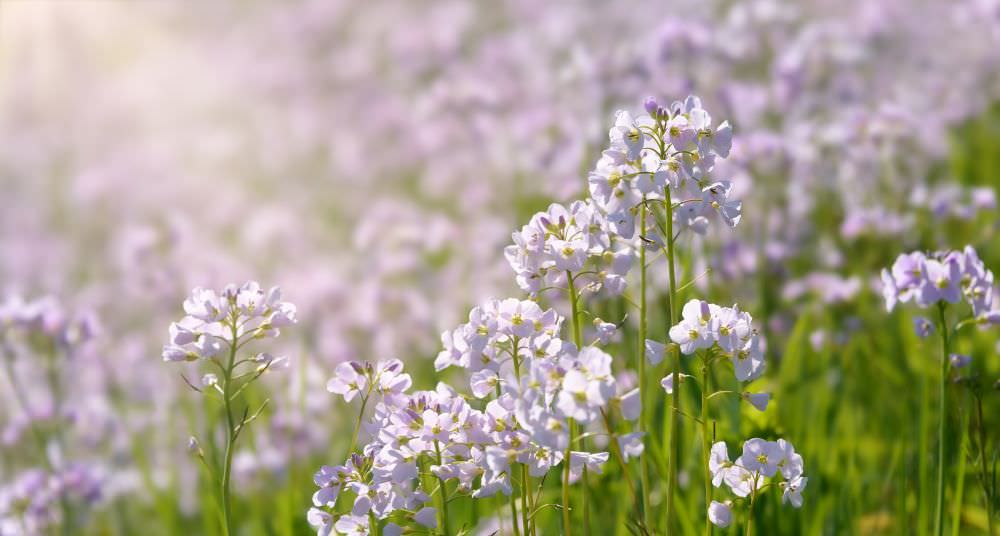 Von Wiesenschaumkraut bis Gartenschaumkraut – was kann man damit machen?