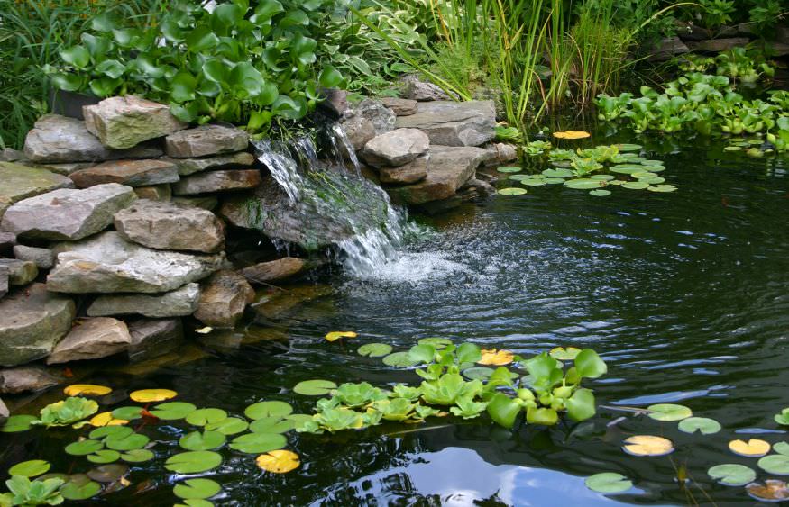 Kühlung verschaffen: Wenn das Teichwasser zu warm wird