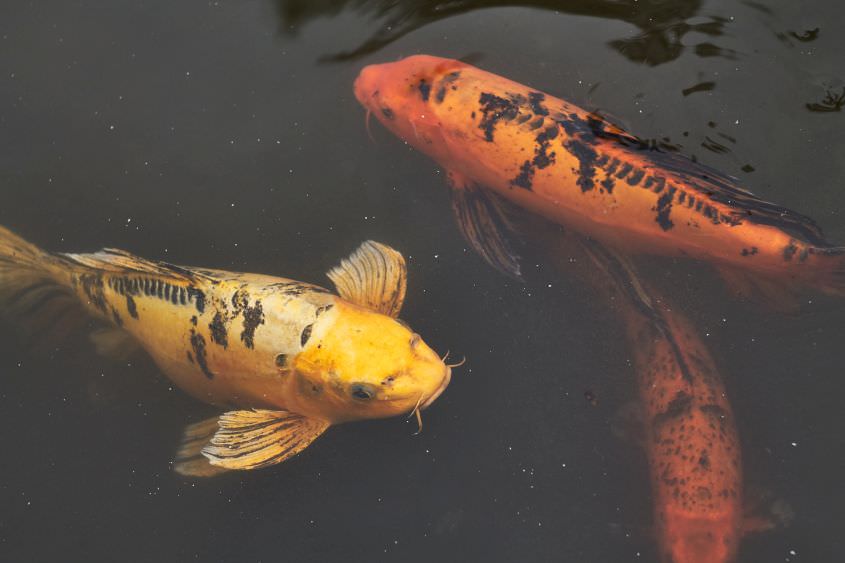 Teichbau – welche Gefäße dafür geeignet sind