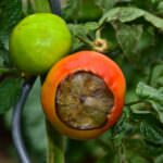 Blütenendfäule und andere Tomatenkrankheiten erkennen und bekämpfen