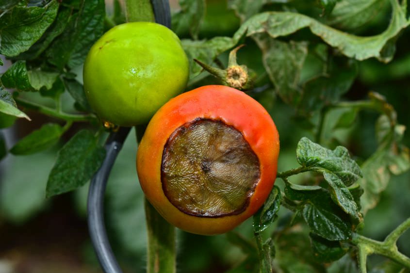 Blütenendfäule und andere Tomatenkrankheiten erkennen und bekämpfen