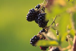 Brombeeren