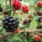 Wilde Brombeeren entfernen: mühsame Handarbeit