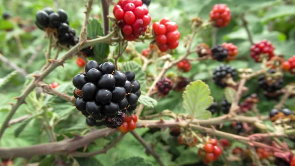 Wilde Brombeeren entfernen: mühsame Handarbeit