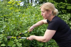 Wilder Brombeerstrauch schneiden