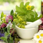 Salat von der Wiese: schmackhafte und nährstoffreiche Wildkräuter