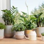 Zimmerpflanzen vermehren – welche Möglichkeiten gibt es
