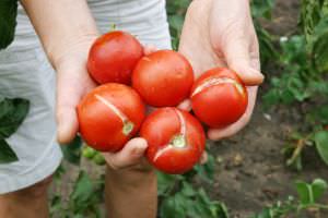 Risse Tomaten
